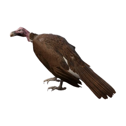 Lappet-faced Vulture (2)
